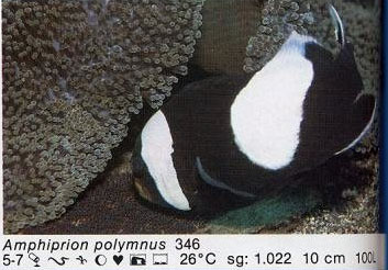 Amphiprion polymnus